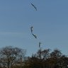 Фото профиля Le cerf volant