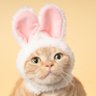 むむ茶's profile picture
