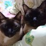 蘭丸参上!🐈⬛ profil fotoğrafı