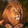 Aslan Kral 的头像