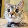 MPCH's profile picture