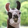 Фото профиля Gewitter_Llama🐈🦙🍋