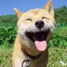 游弋的孤雁 的头像