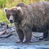 Фото профиля Bear3477