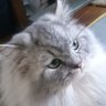 あめとりん🐱「是々非々」は大事だよ profil fotoğrafı