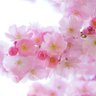 꽃구름♡ 的头像