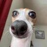 LincolnLog's profile picture