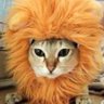 たま's profile picture