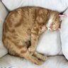 エマちゃん profil fotoğrafı