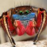 Profilbild von Daniel Spidey