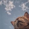 felsefetasi_dolly profil fotoğrafı