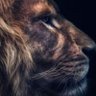 جندي مجهول's profile picture