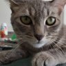 猫草 - ⛩ Gatoide profil fotoğrafı