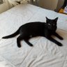 Cleokei's profile picture
