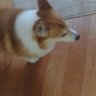 gontaroukun2's profile picture