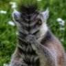 c00k1er's profile picture