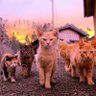 TeeGeezer profil fotoğrafı