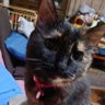 ねこなねーさん profil fotoğrafı