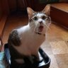 こもこもママ profil fotoğrafı