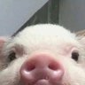 Leonard's profile picture