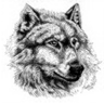 akella's profile picture