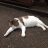 フナムシ 的头像