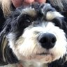 Profilbild von Skads