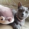 ネコママニーニ🐈⬛🦦🐼 profil fotoğrafı
