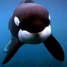 FreeWiLLy 🐳 profil fotoğrafı