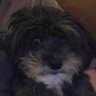 Profilbild von Sir Sully