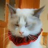 とおや / catnip profil fotoğrafı