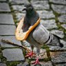 Gołomp Pioter's profile picture