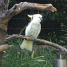 魔法インコ (Dos-恋) 的头像