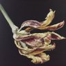 honeybee's profile picture