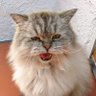 saffronstonedstorm profil fotoğrafı