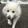 幸枝 profil fotoğrafı