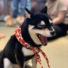 kyxune's profile picture