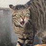 逆襲のコロニャン profil fotoğrafı