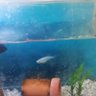 まめしば 的头像