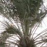 النصير المدريدي's profile picture