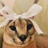 simply 's profile picture