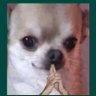 Profilbild von Rammstika