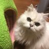 neko.messhie 的头像