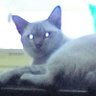 Profilbild von mycatiswatchingyou