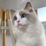ลลที่ไม่ใช่ดอกไม้ profil fotoğrafı