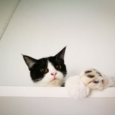 PfPn's profile picture