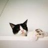 ᵖˡˢ อิจฉาแมว! profil fotoğrafı