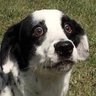 Profilbild von pete