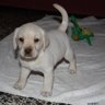 Caho_Lety profil fotoğrafı