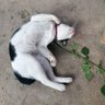 มีโชคแมวเมากัญชา 的头像
